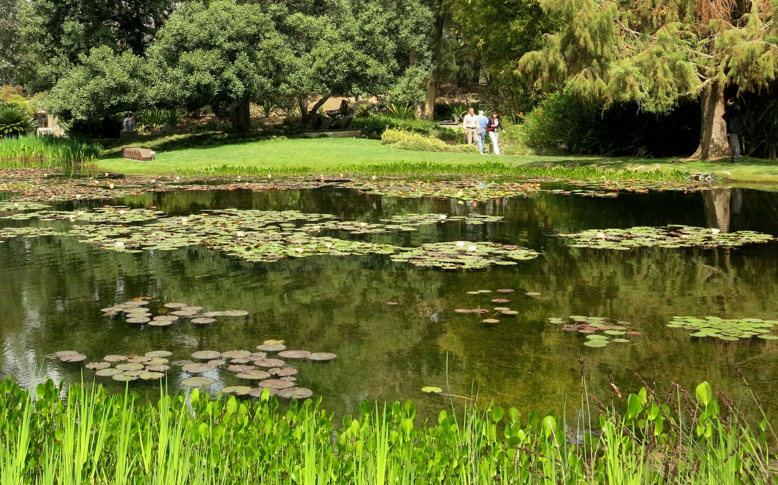Pond with water lily pads surrounded by green trees in Norton Park..